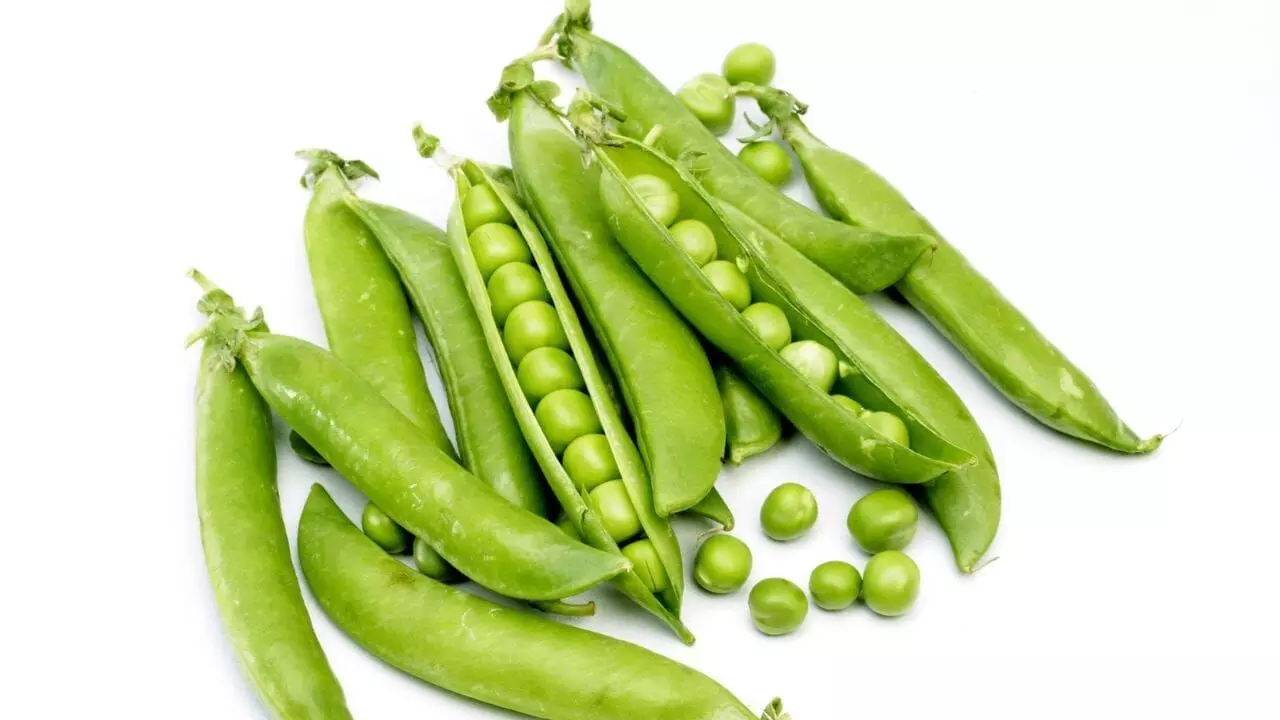 Green Peas in Winter: చలికాలంలో పచ్చి బఠానీలు: తింటే లాభాలు అన్నీ ఇన్నీ కావు.. Green Peas in Winter: చలికాలంలో పచ్చి బఠానీలు: తింటే లాభాలు అన్నీ ఇన్నీ కావు..