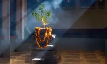 Grass Sprouting Near the Tulsi Plant: తులసి మొక్క దగ్గర గడ్డి మొలిచిందా..? మీకు అదృష్టం వరించినట్లే