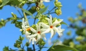 Wealth Shower: లక్ష్మీదేవికి అత్యంత ప్రీతికరమైన పారిజాతం.. ఈ దిశలో నాటితే ధన వర్షం గ్యారెంటీ!