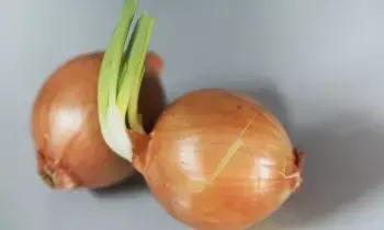 Sprouted Onions: మొలకెత్తిన ఉల్లిపాయలు తింటే ఆరోగ్యానికి మంచిదేనా...?