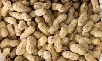 Throwing Away Peanut Shells: వేరుశెనగ పొట్టును తీసి పారేస్తున్నారా? అయితే మీరు ఈ అద్భుత ప్రయోజనాలను కోల్పోతున్నట్లే