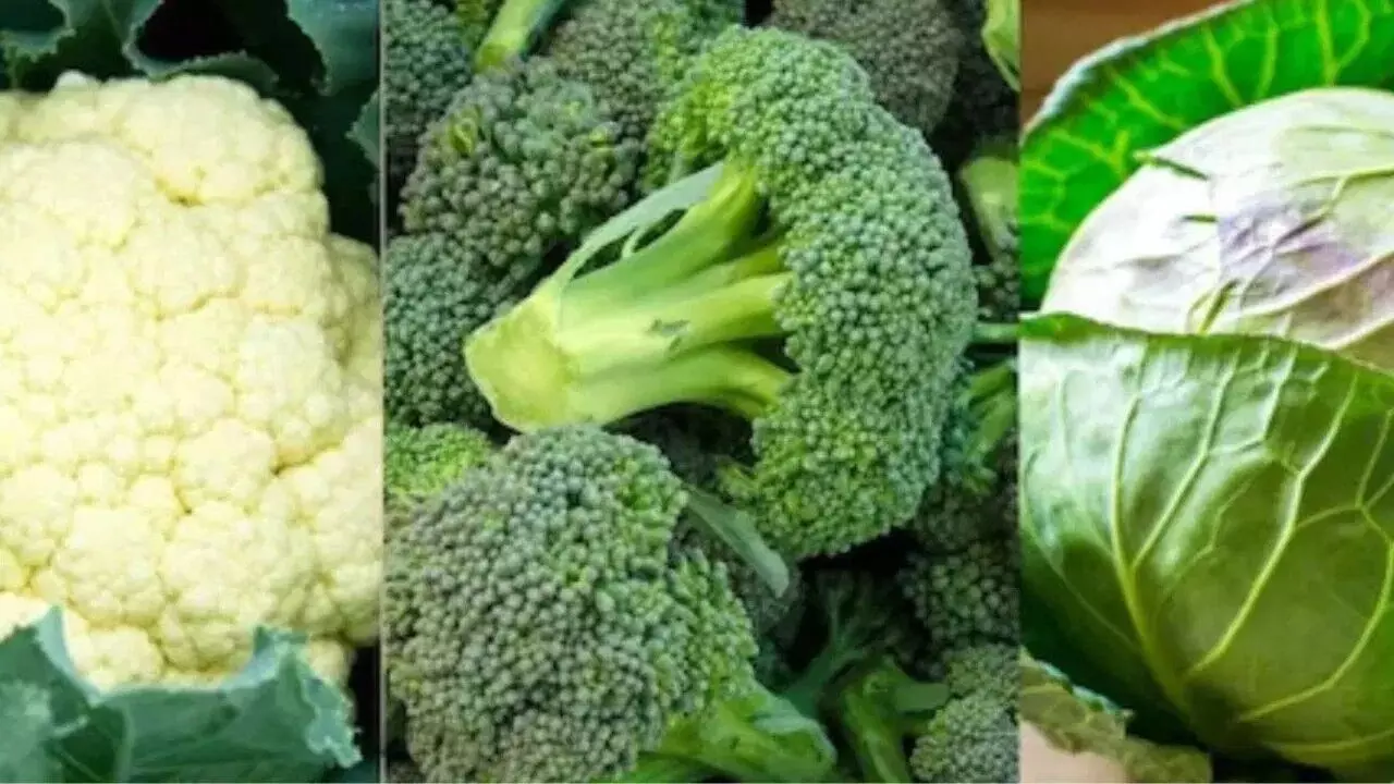 Cabbage, Cauliflower or Broccoli: క్యాబేజీ, కాలీఫ్లవర్, బ్రోకలీ: ఈ మూడింటిలో పోషకాల రారాజు ఎవరు? Cabbage, Cauliflower or Broccoli: క్యాబేజీ, కాలీఫ్లవర్, బ్రోకలీ: ఈ మూడింటిలో పోషకాల రారాజు ఎవరు?