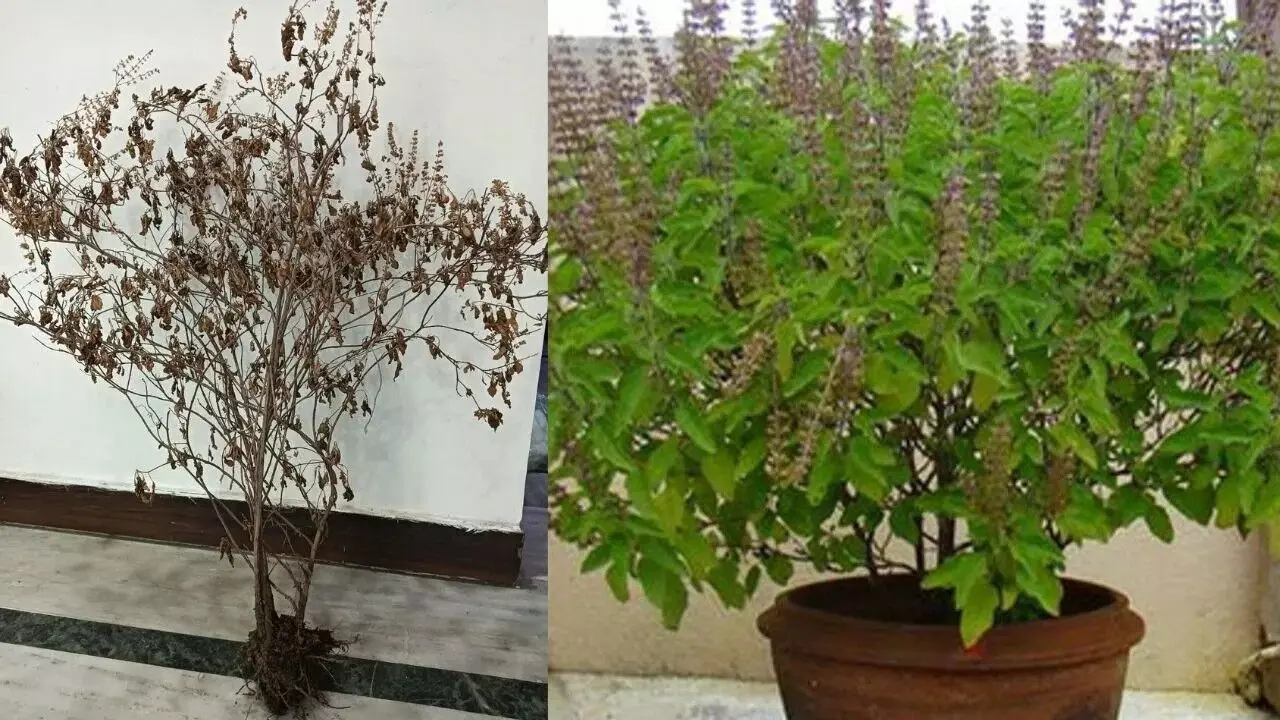 Your Tulsi Plant Dried Up: తులసి మొక్క ఎండిపోయిందా..?ఇలా చేస్తే మళ్లీ చిగురిస్తుంది.. Your Tulsi Plant Dried Up: తులసి మొక్క ఎండిపోయిందా..?ఇలా చేస్తే మళ్లీ చిగురిస్తుంది..
