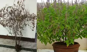 Your Tulsi Plant Dried Up: తులసి మొక్క ఎండిపోయిందా..?ఇలా చేస్తే మళ్లీ చిగురిస్తుంది.. Your Tulsi Plant Dried Up: తులసి మొక్క ఎండిపోయిందా..?ఇలా చేస్తే మళ్లీ చిగురిస్తుంది..