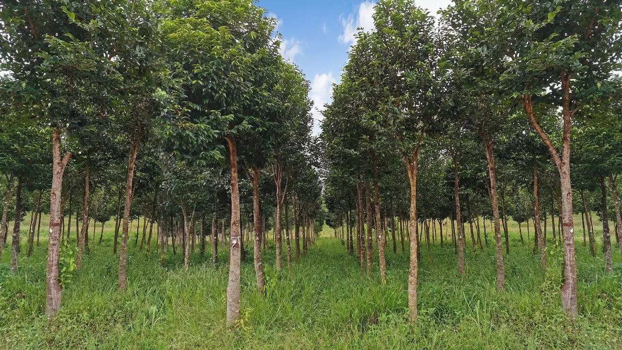 Budget 2026 : బంగారం కంటే ఖరీదైన చెట్టు..బడ్జెట్ 2026లో అగరు సాగుకు బంపర్ ఆఫర్ Budget 2026 : బంగారం కంటే ఖరీదైన చెట్టు..బడ్జెట్ 2026లో అగరు సాగుకు బంపర్ ఆఫర్