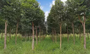 Budget 2026  : బంగారం కంటే ఖరీదైన చెట్టు..బడ్జెట్ 2026లో అగరు సాగుకు బంపర్ ఆఫర్