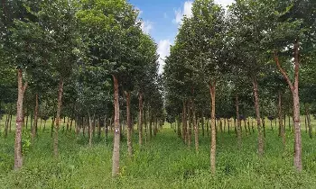 Budget 2026 : బంగారం కంటే ఖరీదైన చెట్టు..బడ్జెట్ 2026లో అగరు సాగుకు బంపర్ ఆఫర్ Budget 2026 : బంగారం కంటే ఖరీదైన చెట్టు..బడ్జెట్ 2026లో అగరు సాగుకు బంపర్ ఆఫర్