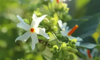 Having This Plant at Home Is Like Inviting Goddess Lakshmi: ఇంట్లో ఈ మొక్క ఉంటే మహాలక్ష్మి కొలువై ఉన్నట్లే.. వాస్తు దోషాలకు చెక్ పెట్టే దేవలోక వృక్షం