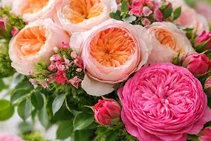 Worlds Costliest Rose:  ప్రపంచంలోనే అత్యంత ఖరీదైన జూలియట్ రోజ్ ధర ఎంతో తెలిస్తే కళ్లు తిరిగి పడడం ఖాయం