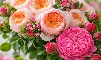 Worlds Costliest Rose:  ప్రపంచంలోనే అత్యంత ఖరీదైన జూలియట్ రోజ్ ధర ఎంతో తెలిస్తే కళ్లు తిరిగి పడడం ఖాయం