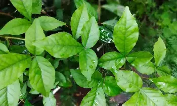 Sins of Three Births Forgiven: ఒక్క బిల్వ పత్రం.. మూడు జన్మల పాప పరిహారం! శివయ్యకు బిల్వదళం ఎందుకు అంత ఇష్టం?