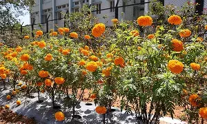 Tirumala Kshetram: శ్రీవారి సేవలో ‘పుష్ప మండపం’: తిరుమల పూల తోటల వెనుక ఉన్న అద్భుత విశేషాలివే! Tirumala Kshetram: శ్రీవారి సేవలో ‘పుష్ప మండపం’: తిరుమల పూల తోటల వెనుక ఉన్న అద్భుత విశేషాలివే!