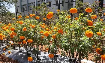 Tirumala Kshetram: శ్రీవారి సేవలో ‘పుష్ప మండపం’: తిరుమల పూల తోటల వెనుక ఉన్న అద్భుత విశేషాలివే!