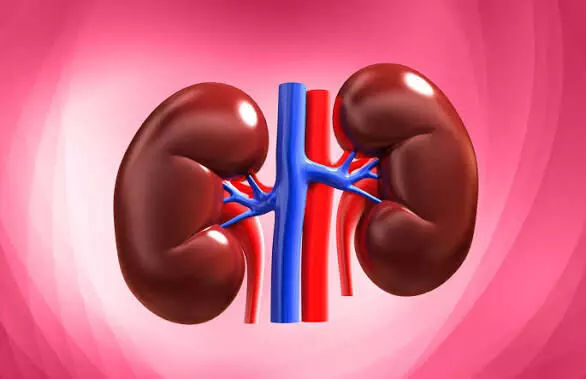 Damaging Your Kidneys: మీరు రోజూ చేసే ఈ చిన్న చిన్న తప్పులే మీ కిడ్నీలను ఖతం చేస్తాయి.. Damaging Your Kidneys: మీరు రోజూ చేసే ఈ చిన్న చిన్న తప్పులే మీ కిడ్నీలను ఖతం చేస్తాయి..
