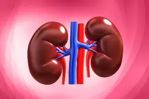 Damaging Your Kidneys: మీరు రోజూ చేసే ఈ చిన్న చిన్న తప్పులే మీ కిడ్నీలను ఖతం చేస్తాయి.. Damaging Your Kidneys: మీరు రోజూ చేసే ఈ చిన్న చిన్న తప్పులే మీ కిడ్నీలను ఖతం చేస్తాయి..