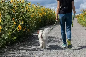 30 Minutes of Walking a Day Can Transform Your Health: జిమ్‌కు వెళ్లలేకపోతున్నారా? రోజుకు 30 నిమిషాల నడకతో మీ ఆరోగ్యం మీ గుప్పిట్లో..
