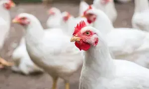 Poultry Ban : భారత్ పౌల్ట్రీకి సౌదీ షాక్.. కోడి మాంసం, గుడ్ల దిగుమతులపై నిషేధం