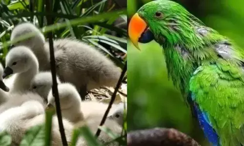 Things Happening in Your Home: మీ ఇంట్లో ఇవి జరుగుతున్నాయా? అయితే మీకు అదృష్టం వరించబోతున్నట్లే.. Things Happening in Your Home: మీ ఇంట్లో ఇవి జరుగుతున్నాయా? అయితే మీకు అదృష్టం వరించబోతున్నట్లే..