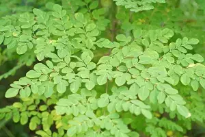 Moringa Leaves: మునగ ఆకు.. ఫ్యాటీ లివర్‌కు చెక్ పెట్టే ప్రకృతి ప్రసాదించిన అద్భుత ఔషధం..