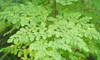 Moringa Leaves: మునగ ఆకు.. ఫ్యాటీ లివర్‌కు చెక్ పెట్టే ప్రకృతి ప్రసాదించిన అద్భుత ఔషధం..