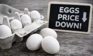 Egg Price Drop : వారంలోనే సీన్ రివర్స్.. రూ.8 నుంచి రూ.3.50కి పడిపోయిన గుడ్డు ధర