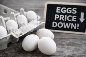 Egg Price Drop : వారంలోనే సీన్ రివర్స్.. రూ.8 నుంచి రూ.3.50కి పడిపోయిన గుడ్డు ధర