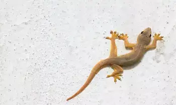 Lizard at Home: ఇంట్లో బల్లి కనిపిస్తే లక్ష్మీదేవి వచ్చినట్లేనా? ఏ గదిలో ఉంటే శుభం..