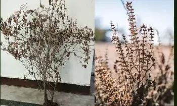These 4 Plants Drying in Your Home: మీ ఇంట్లో ఈ 4 మొక్కలు ఎండిపోతున్నాయా? అయితే ఆర్థిక కష్టాలు తప్పవు..