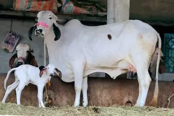 Cow Milk: పూజలు, అభిషేకాల్లో ఆవు పాలనే ఎందుకు వాడతారో తెలుసా.. Cow Milk: పూజలు, అభిషేకాల్లో ఆవు పాలనే ఎందుకు వాడతారో తెలుసా..