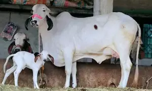 Cow Milk: పూజలు, అభిషేకాల్లో ఆవు పాలనే ఎందుకు వాడతారో తెలుసా..