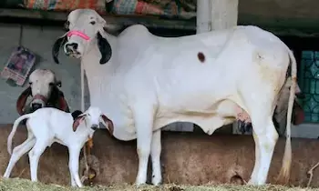 Cow Milk: పూజలు, అభిషేకాల్లో ఆవు పాలనే ఎందుకు వాడతారో తెలుసా..