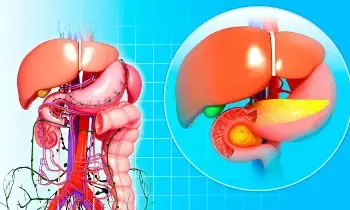Protect Your Liver: మీ కాలేయం ప్రమాదంలో ఉందా? ఆరోగ్యంగా ఉండాలంటే ఈ అలవాట్లు మార్చుకోండి