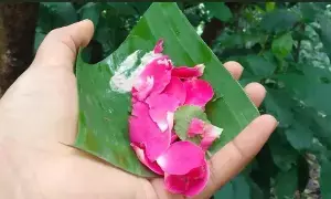 Temple Flower Offerings: దేవాలయాల్లో పుష్ప నైవేద్యాలు: ఏ పుష్పాంజలి చేస్తే ఎలాంటి ఫలితం లభిస్తుంది? Temple Flower Offerings: దేవాలయాల్లో పుష్ప నైవేద్యాలు: ఏ పుష్పాంజలి చేస్తే ఎలాంటి ఫలితం లభిస్తుంది?