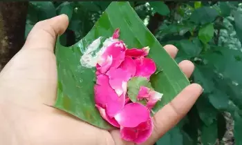 Temple Flower Offerings:  దేవాలయాల్లో పుష్ప నైవేద్యాలు: ఏ పుష్పాంజలి చేస్తే ఎలాంటి ఫలితం లభిస్తుంది?