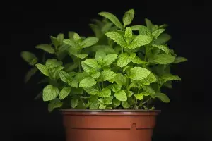 Mint in Your Diet: ఎండ దెబ్బ నుంచి వెంటనే రిలీఫ్.. మీ డైట్లో పుదీనా ఉంటే చాలు.. ప్రయోజనాలు ఇవే.. Mint in Your Diet: ఎండ దెబ్బ నుంచి వెంటనే రిలీఫ్.. మీ డైట్లో పుదీనా ఉంటే చాలు.. ప్రయోజనాలు ఇవే..