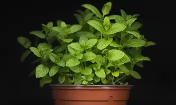 Mint in Your Diet: ఎండ దెబ్బ నుంచి వెంటనే రిలీఫ్.. మీ డైట్‌లో పుదీనా ఉంటే చాలు.. ప్రయోజనాలు ఇవే..