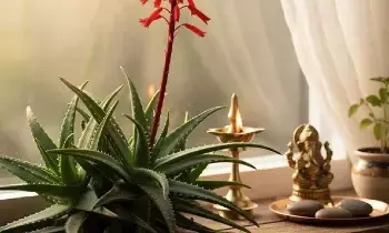 Vastu Tip: వాస్తు చిట్కా.. మీ అదృష్టాన్ని మార్చే కలబంద.. ఇంట్లో ఏ దిశలో ఉంటే సంపద పెరుగుతుందో తెలుసా? Vastu Tip: వాస్తు చిట్కా.. మీ అదృష్టాన్ని మార్చే కలబంద.. ఇంట్లో ఏ దిశలో ఉంటే సంపద పెరుగుతుందో తెలుసా?