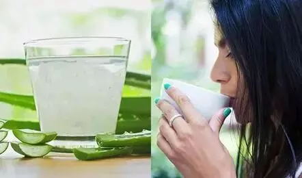 Drink Aloe Vera Juice in Summer: సమ్మర్ లో అలోవెరా జ్యూస్ తాగొచ్చా.? Drink Aloe Vera Juice in Summer: సమ్మర్ లో అలోవెరా జ్యూస్ తాగొచ్చా.?