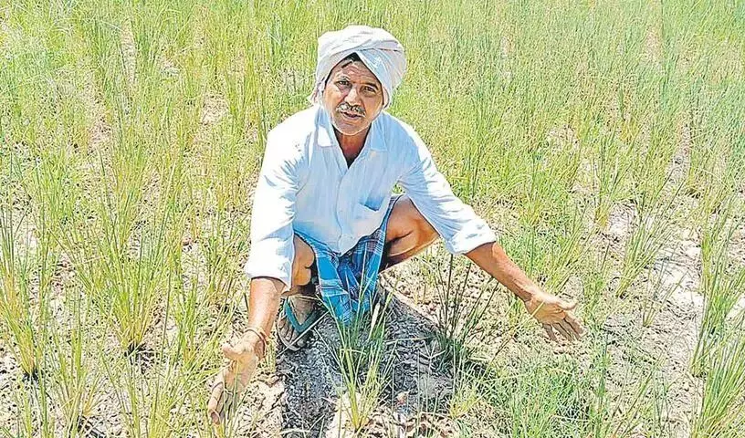 Global Rice Crisis : యుద్ధం దెబ్బకు అన్నదాత విలవిల.. ఆకాశాన్ని తాకిన ఎరువులు, డీజిల్ ధరలు.. వరి సాగుకు బ్రేక్ Global Rice Crisis : యుద్ధం దెబ్బకు అన్నదాత విలవిల.. ఆకాశాన్ని తాకిన ఎరువులు, డీజిల్ ధరలు.. వరి సాగుకు బ్రేక్