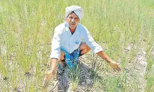 Global Rice Crisis : యుద్ధం దెబ్బకు అన్నదాత విలవిల.. ఆకాశాన్ని తాకిన ఎరువులు, డీజిల్ ధరలు.. వరి సాగుకు బ్రేక్