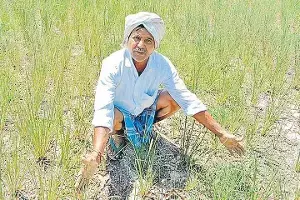 Global Rice Crisis : యుద్ధం దెబ్బకు అన్నదాత విలవిల.. ఆకాశాన్ని తాకిన ఎరువులు, డీజిల్ ధరలు.. వరి సాగుకు బ్రేక్ Global Rice Crisis : యుద్ధం దెబ్బకు అన్నదాత విలవిల.. ఆకాశాన్ని తాకిన ఎరువులు, డీజిల్ ధరలు.. వరి సాగుకు బ్రేక్