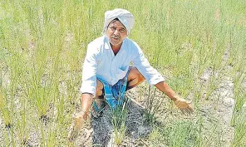 Global Rice Crisis : యుద్ధం దెబ్బకు అన్నదాత విలవిల.. ఆకాశాన్ని తాకిన ఎరువులు, డీజిల్ ధరలు.. వరి సాగుకు బ్రేక్
