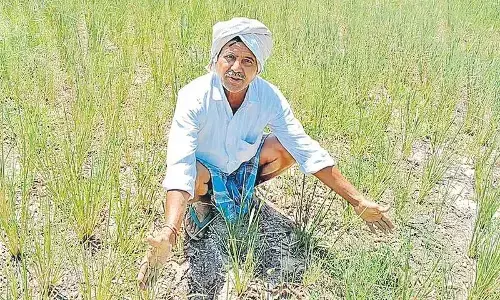 Global Rice Crisis : యుద్ధం దెబ్బకు అన్నదాత విలవిల.. ఆకాశాన్ని తాకిన ఎరువులు, డీజిల్ ధరలు.. వరి సాగుకు బ్రేక్ Global Rice Crisis : యుద్ధం దెబ్బకు అన్నదాత విలవిల.. ఆకాశాన్ని తాకిన ఎరువులు, డీజిల్ ధరలు.. వరి సాగుకు బ్రేక్
